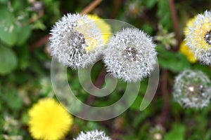 Dandelion fluff. Asteraceae perennial plants.