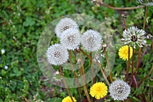 Dandelion fluff. Asteraceae perennial plants.