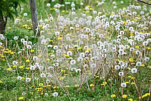 Dandelion fluff. Asteraceae perennial plants.