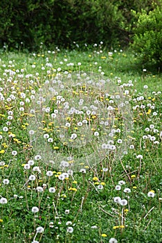 Dandelion fluff. Asteraceae perennial plants. photo