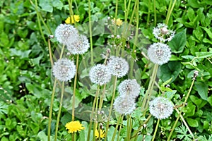 Dandelion fluff. Asteraceae perennial plants. photo