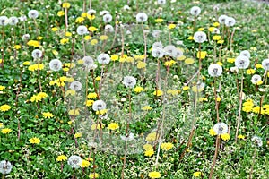 Dandelion fluff. Asteraceae perennial plants. photo