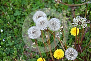 Dandelion fluff. Asteraceae perennial plants. photo