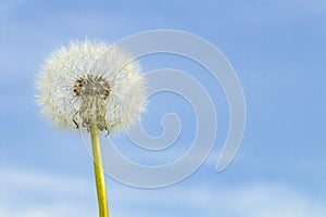 Dandelion fluff on the background of a beautiful blue sky on a sunny day