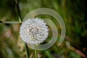 Dandelion fluff ball in closup with dark green background