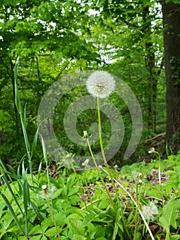 Dandelion Fluff Ball in Green Forest