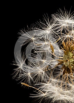 Dandelion fluff on a black background. macro