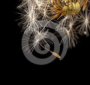 Dandelion fluff on a black background. macro