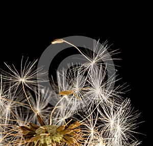 Dandelion fluff on a black background. macro