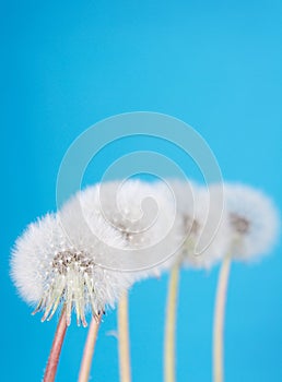 Dandelion fluff on blue