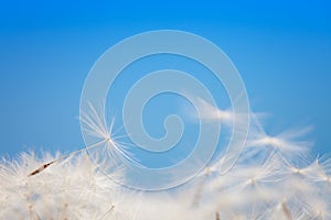 Dandelion fluff on a blue