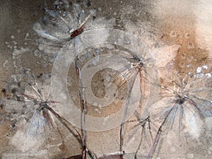 Dandelion fluff on a brown background. Watercolor of flowers