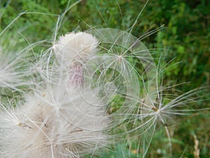 Dandelion fluff close-up on a blurred background