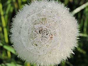 Dandelion fluff with dew