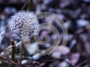 Dandelion fluff with dew drops in close up