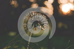 Dandelion fluff in evening sunlight. Vintage effect