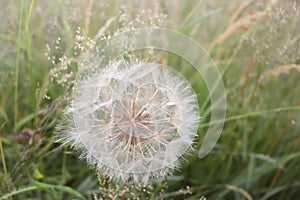 Dandelion fluff in field of green grass