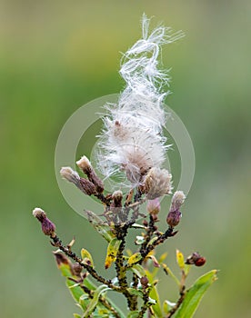 Dandelion fluff flies through the plants