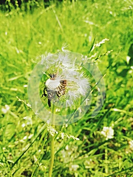 Dandelion fluff flies in the sky