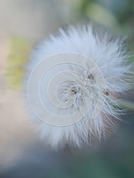 dandelion fluff floating in the wind