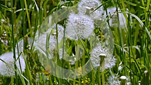 Dandelion fluff flying in wind