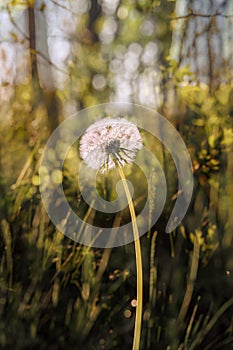 Dandelion fluff in the forest on sunny morning