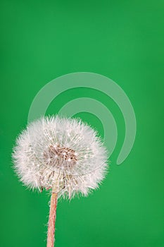 Dandelion fluff on green