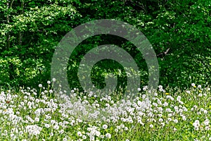 dandelion fluff in green meadow