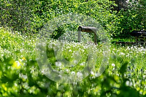 dandelion fluff in green meadow