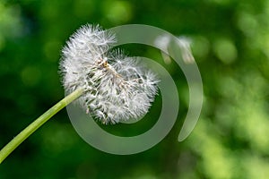 dandelion fluff in green meadow
