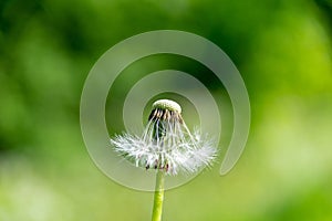dandelion fluff in green meadow