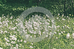 dandelion fluff in green meadow - vintage retro look