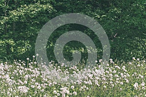 dandelion fluff in green meadow - vintage retro look