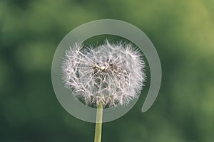 dandelion fluff in green meadow - vintage retro look