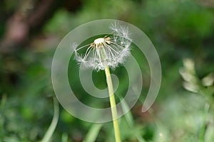 dandelion fluff in a green park