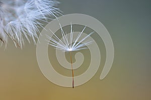 Dandelion fluff hanging in the air