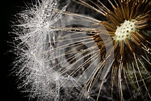 Dandelion fluff and its seeds