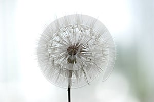 Dandelion Fluff Macro