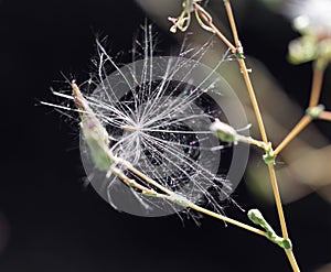 Dandelion fluff in nature