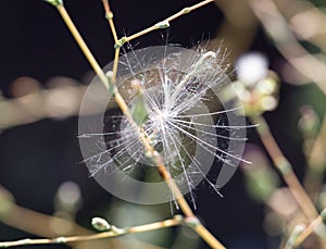 Dandelion fluff in nature