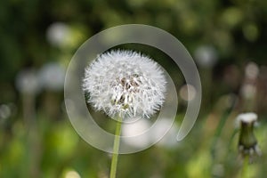 Dandelion fluff pappus seeds - close up green background