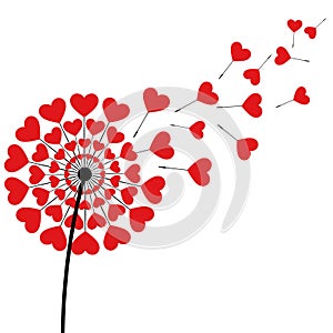 Dandelion fluff red heart shaped on white background photo