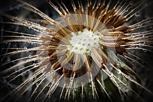 Dandelion fluff seeds and water drops
