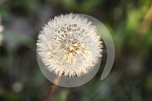 Dandelion fluff in the sun