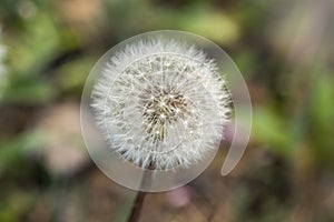 Dandelion fluff in the sun