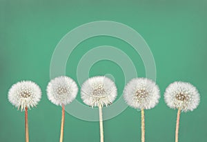 Dandelion fluff on teal