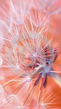 Dandelion fluff with trendy pastel Peach color. Abstract background. Concepts of delicate fashionable backdrop