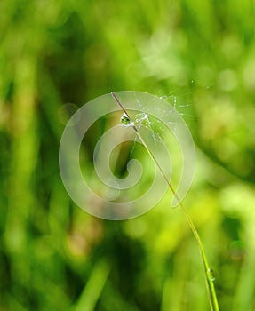 Dandelion fluff and water drop on grass, Lithuania