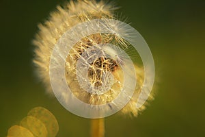 Dandelion fluffed up in summer