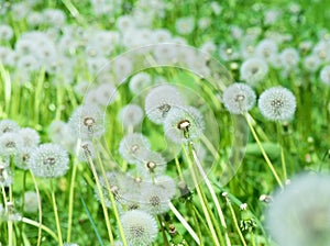 Dandelion fluffs in green grass